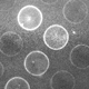 microbubble arrays